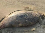 湛江海域发现疑似儒艮尸体，探寻古老海洋生物的神秘踪迹